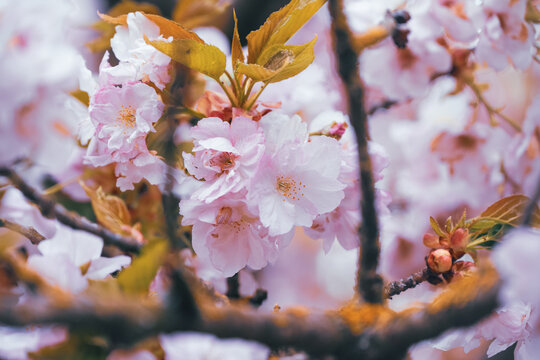 Blossoming Cherry Trees presented in a natural scene in an outdoor setting, in a natural environment, under daylight, with a natural mood, suitable for wildlife, conservation.
