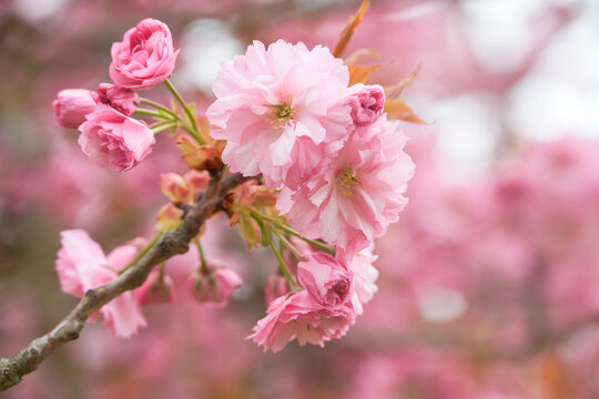 Pink Blossoms on Tree presented in a natural scene in an outdoor setting, in a natural environment, under daylight, with a natural mood, suitable for wildlife, conservation.
