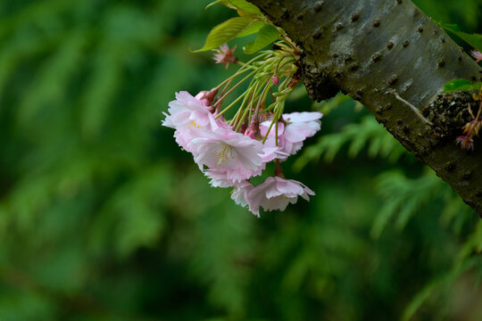 Blossoming Cherry Branch presented in a natural scene in an outdoor setting, in a natural environment, under daylight, with a natural mood, suitable for wildlife, conservation.