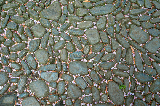 Stone Pathway with Pink captured interacting naturally in an outdoor setting, in a natural environment, under daylight, with a natural mood, suitable for wildlife, conservation.