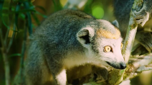 Crowned Lemur (Eulemur coronatus), wildlife shot, Madagascar. 