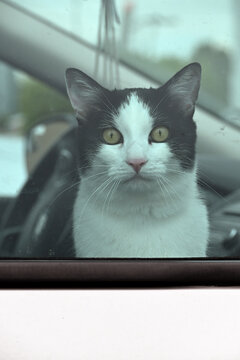 Cat in the Car Window
