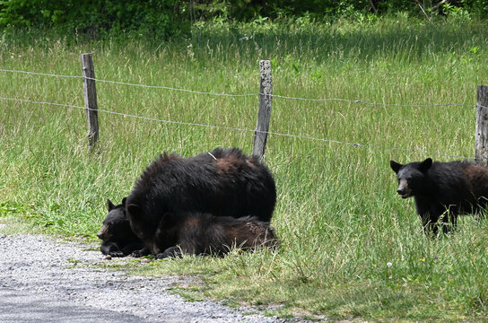 Black Bear Family by the Road