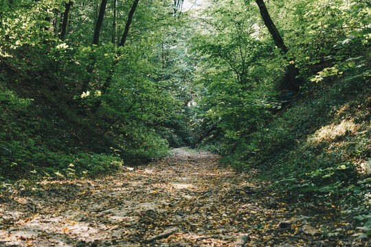 A dirt road running through a wild gully in the forest during summer