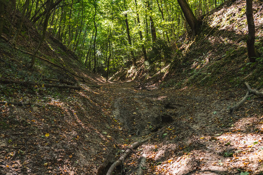 A dirt road running through a wild gully in the forest during summer