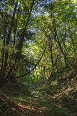 Obraz premium The natural landscape of loess gullies in a forest in Poland