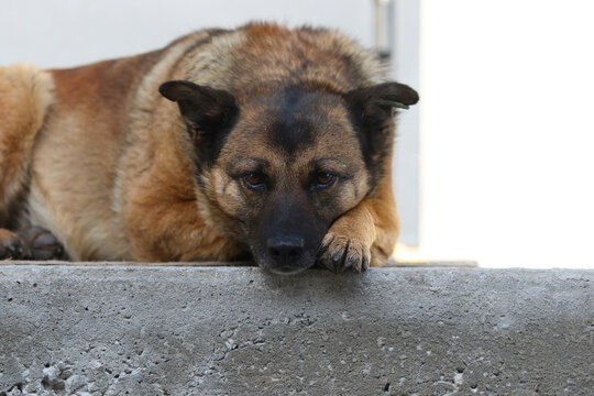 Sad stray dog lying on concrete stairs with chin on paw.