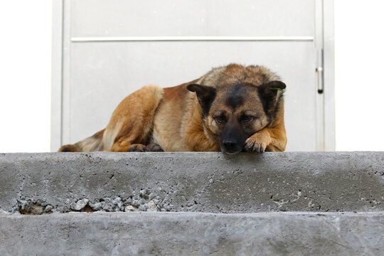 Sad stray dog lying on concrete stairs with chin on paw.