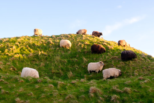 Flock of woolly sheep grazing on green grassy hill slope