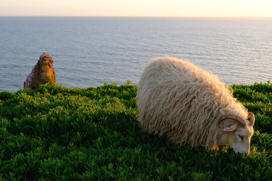 White woolly sheep grazing on green cliff edge at sunset