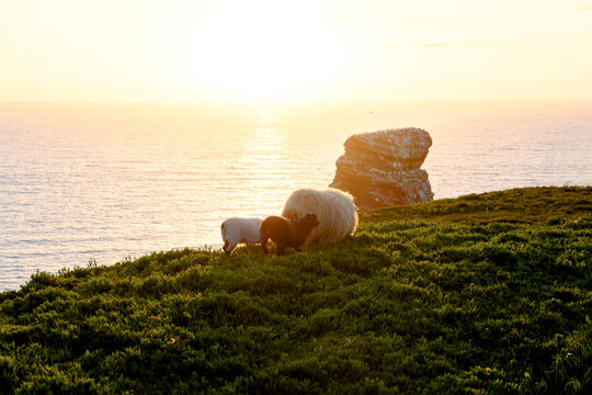 Sunset view of ocean sea stack rock and sheep on green cliff