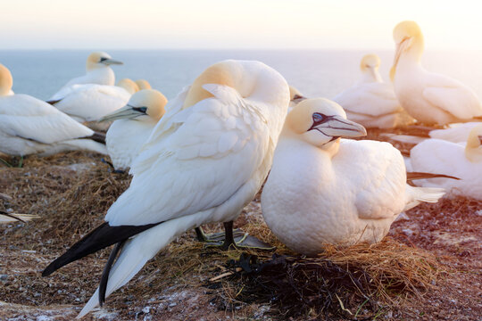 Northern Gannets Resting Colony Sunset Coastal Wildlife