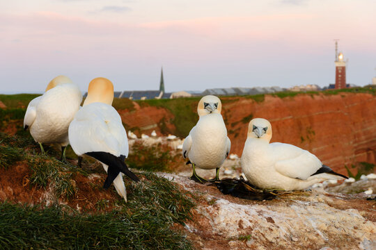 Northern Gannets Resting Colony Sunset Coastal Wildlife