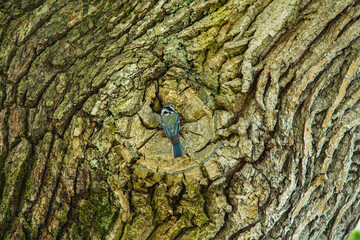 Eurasian blue tit sitting in a tree at the entrance to the hollow © michal812