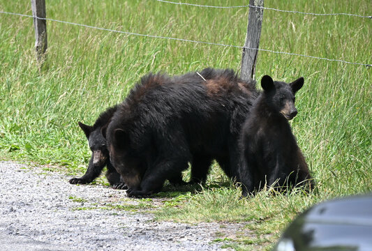 Black Bear Family by the Road