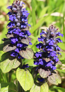 Creeping bugleweed (Ajuga reptans) grows and blooms in herbs