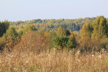Fototapeta premium autumn in the forest
