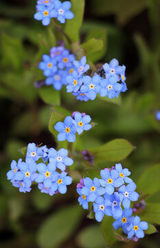 In the meadow in the grass blooms forget-me-not (Myosotis)