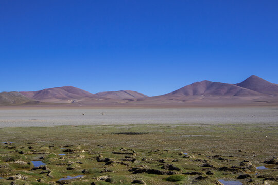 Argentinian Vicunas