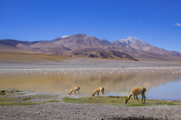 Fototapeta premium Laguna Grande, Catamarca, Argentina