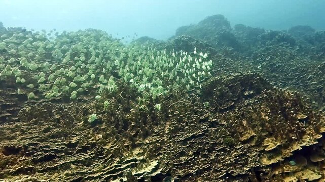School of Convict Surgeonfish migrating underwater at Gab Gab Beach, Guam.