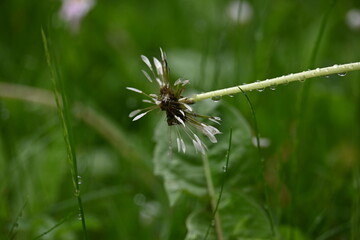 Fototapeta premium Macro of a dandelion seed head after blooming on a green background.