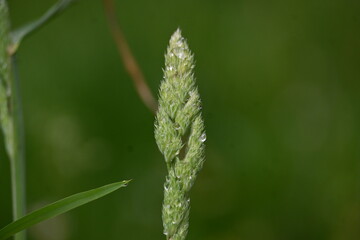 Fototapeta premium Macro of fresh morning dew drops on a green grass flower head