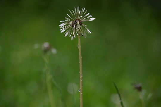 Wild flover seed head on a long stem in a green summer meadow