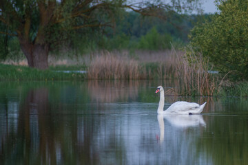 Obraz premium a graceful white mute swan swimming calmly on a peaceful, reflective lake at twilight.