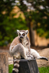 Fototapeta premium A shot of ring tailed lemur resting on a tree branch during sunny day in the zoo. High quality photo