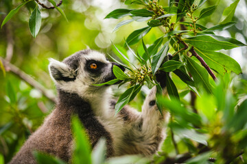 Fototapeta premium A curious ring tailed lemur, Lemur catta, navigates through lush green vegetation, its alert orange eyes peering through the leaves. The lemurs distinctive black and white facial markings and grey fur