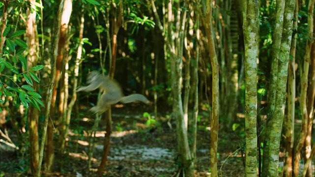 Crowned lemur (Eulemur coronatus) jumping in forest canopy. Analamera National Park, Madagascar.