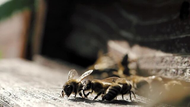 Swarm of honey bees (Apis mellifera) carrying pollen and flying to the landing board of hive in an apiary in SLOW MOTION HD VIDEO. Organic BIO farming, animal rights, back to nature concept. Close-up.