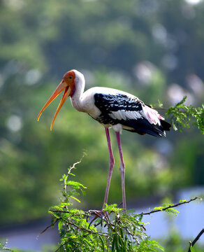 painted stork is sitting on the tree
