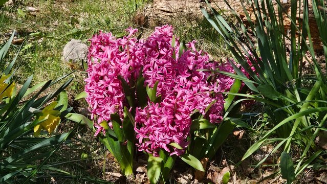 Sweden. Hyacinthus orientalis, the common hyacinth, garden hyacinth or Dutch hyacinth, is a species of flowering plant in the family Asparagaceae.