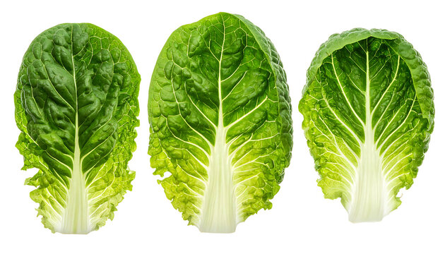 Three fresh green lettuce leaves with visible veins and textured surface, isolated on a white background, perfect for healthy food concepts