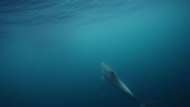 Underwater video. A dolphin in the Black Sea swims next to its neighbors and collects fish. High quality 4k footage