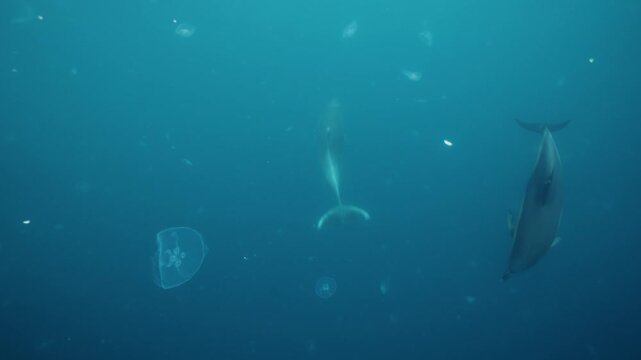 Underwater video. A dolphin in the Black Sea swims next to its neighbors and collects fish. High quality 4k footage