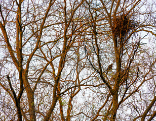 Fototapeta premium Crow's nests in the trees. Crows nests in the park.