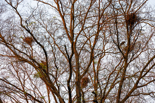 Crow's nests in the trees. Crows nests in the park.