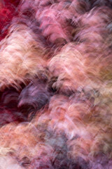 Obraz premium rtistic abstract long exposure shot showing curved motion blur patterns of pink and burgundy cherry plum leaves creating a soft textured background with a sense of fluid movement