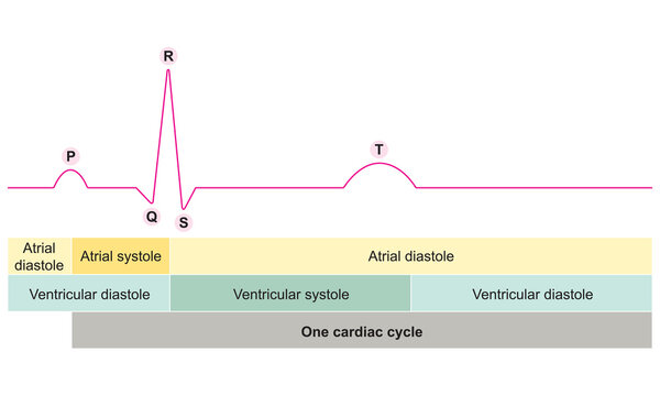 Electrocardiogram ECG Waveforms with Phases of Cardiac Cycle Diagram.