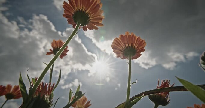 Vibrant Flowers And Sunlight Beneath The Sky's Embrace