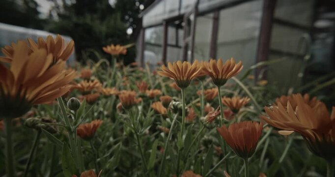 Field Of Orange Blooms Under Dramatic Sky