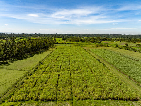 Aerial view of lush green agricultural fields and rows of trees under a blue sky with light clouds in Webuye, Bungoma County, Kenya.