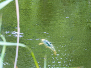 Common Carp Swimming Near Surface in Green Pond Water © Ion B
