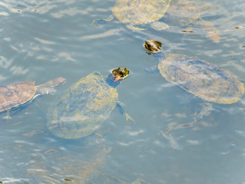 Multiple Red-Eared Slider Turtles Swimming at Water Surface