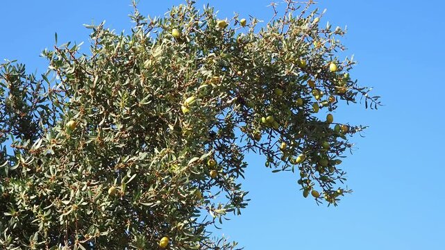 Branch of an argan tree with ripening fruits swaying gently under bright sunlight against a clear blue sky in Morocco. Natural agricultural scene featuring organic argan nuts growing 