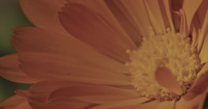 Close-Up Of Bright Orange Flower Petals In Soft Light