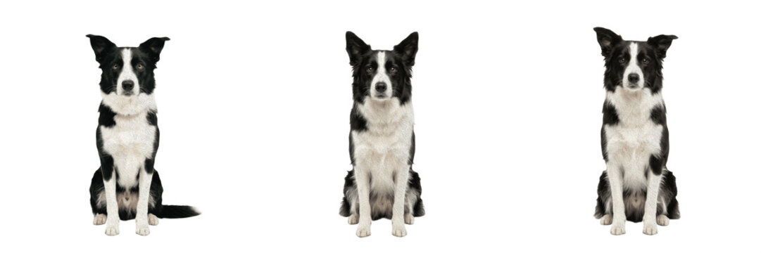 Black and white border collie dog looking smart pet puppy canine domestic animal fluff